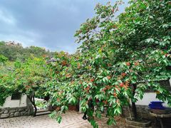 -老张烤羊(王哥庄店)