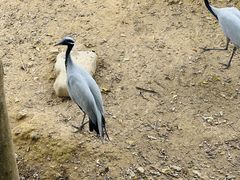 -泉州海丝野生动物世界