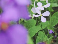 -贵阳市花溪国家城市湿地公园