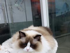-爱洗澡的猫(天河路店)