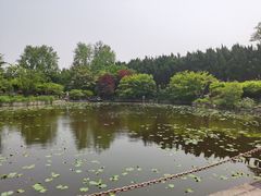 -嘉定紫藤园