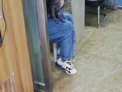 -A猫a狗全科·犬猫异宠·芥西宠物医院(南开总院)