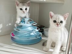 -东方名猫馆·英短金渐层布偶猫舍(环线广场1号楼店)