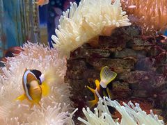 -太平洋海底世界