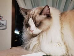 -喵喵咪呀布偶猫咖(春熙路店)