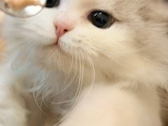 -滚猫咖啡·猫咖·猫友好撸猫(未来城店)