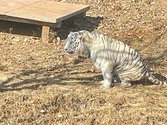 -石家庄市动物园