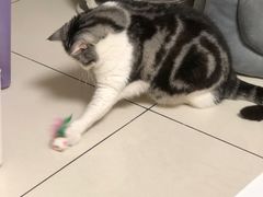 -瑞鹏宠物医院·骨科·猫科·内科(第一中心)