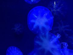 -青岛海底世界-水族馆