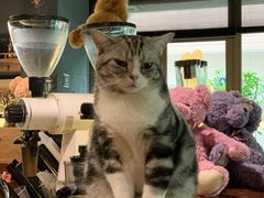 -咖法森林·咖啡  酒吧(天河店)