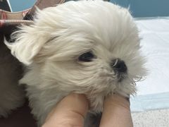 -天宠宠物医院24小时·急重症诊疗中心·全科·腔镜特色(和平分院)