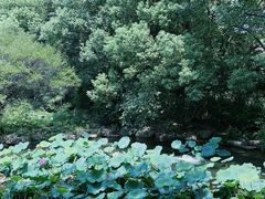 -中国茶叶博物馆(双峰馆区)