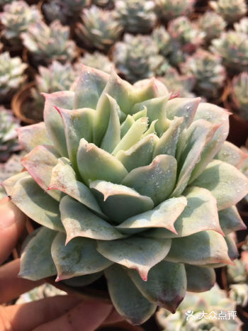 今天又剁手了，买了好多的肉肉，我觉得我中毒了