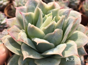 今天又剁手了，买了好多的肉肉，我觉得我中毒了