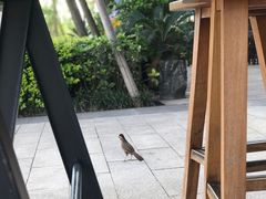 -星巴克(成都科学城店)