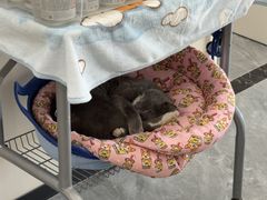 -芭比堂动物医院·CT·微创中心(新顺分院)