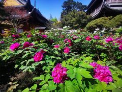 -龙华寺