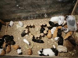 -酷嗒动物文化乐园(cutezoo西溪乐天城店)