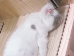 -屋虎猫馆(宝安大仟里店)