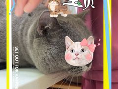 -瑞鹏宠物医院·骨科·猫科·内科(第一中心)