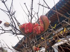-西宁市东关清真大寺