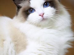 -Bastet sally猫舍购宠(静安店)