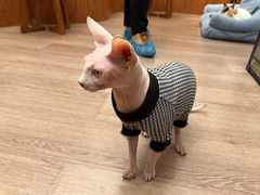 -有猫主题·治愈系猫咖(曾厝垵店)