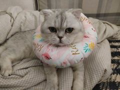-爱贝特动物医院·猫口炎专科