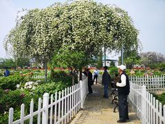 -曹州百花园