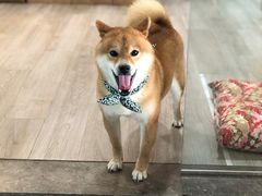 -柴迷FANS CLUB·柴犬狗咖·猫咖