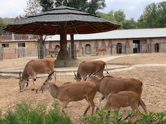 -石家庄市动物园