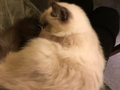 -猫色咖啡·猫咖