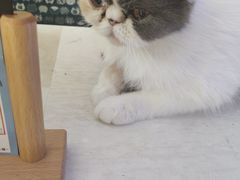 -平行世界·猫咖(首经贸店)