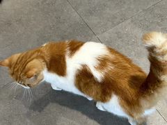 -飞行喵MR PILOT|猫舍·猫咖(静安大融城店)