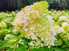 -长白岛森林公园