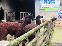 -昆明动物园
