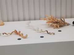 -青岛贝壳博物馆