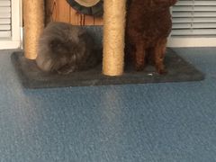 -瑞派长江宠物医院·猫科·外科·24小时夜护(谊城公寓分院)