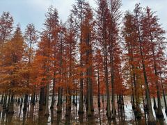 -白鹭湾湿地公园