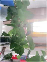 -尚艺造型.剪烫染.接发