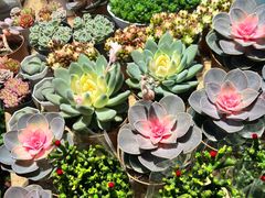 -东风国际花卉市场