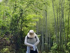 -莫干山风景区