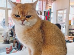 -猫小院猫主题餐厅(南锣旗舰店)