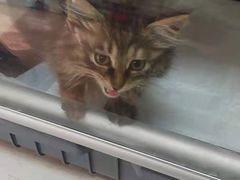 -A猫a狗全科·犬猫异宠·芥西宠物医院(南开总院)