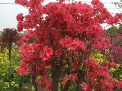 -南汇桃花村