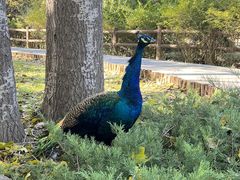 -北京麋鹿生态实验中心