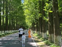 -黄海国家森林公园