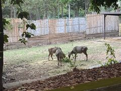 -清迈夜间动物园