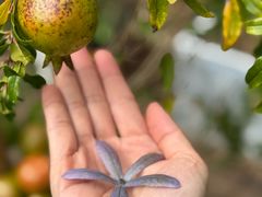 -梧桐舍那(梧桐山店)