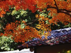 -常寂光寺